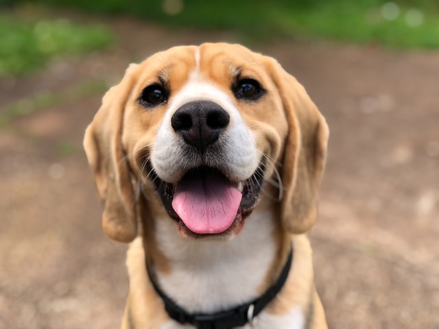 笑う犬