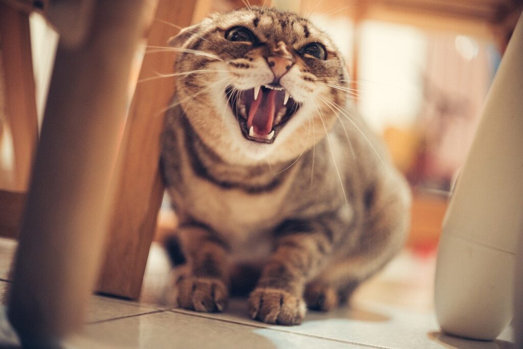 イライラしている猫