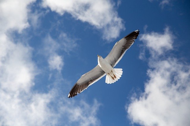 自由に飛ぶ鳥