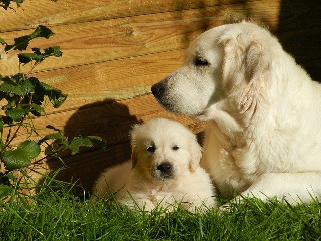 子犬を見守る母犬