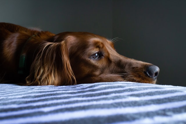悲しい表情の犬