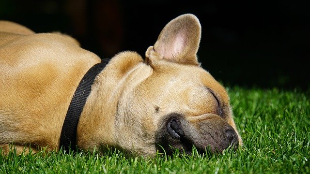 疲れている犬