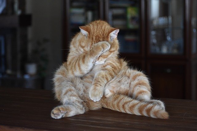 困っている猫