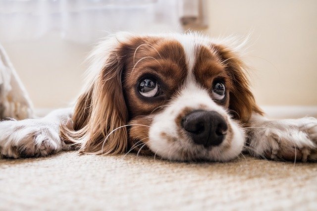 嫌そうな顔をしてる犬