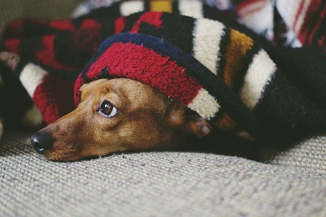 寝てる犬