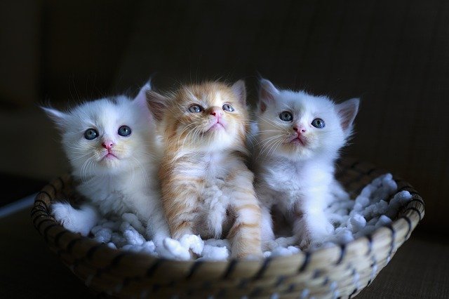 3匹の子猫