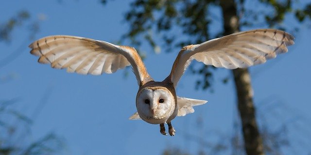 飛んでいるフクロウ