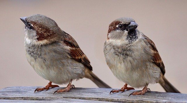 違う方向を見る2匹の雀