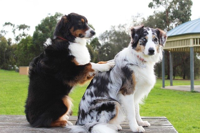 肩揉みしてる犬