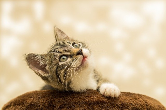子猫