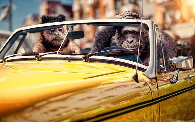 車の運転に困るチンパンジー