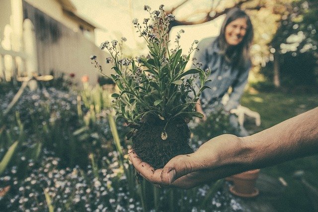 花の根