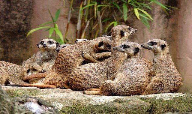 人目を気にしないミーアキャット