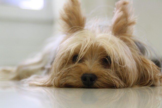 疲れている犬