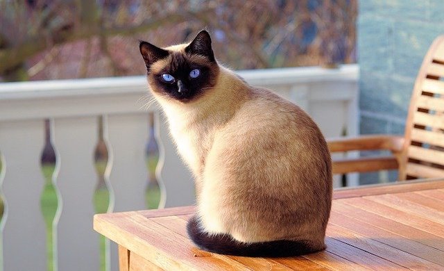周囲を気にしている猫